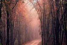 [德甲]斯图加特被“狼堡”绝杀.